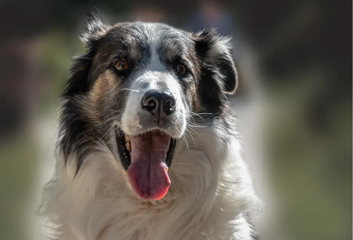Pet Portrait Photography